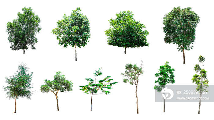 set or group of big fresh green tree isolated on white background, conservative or preservative fore