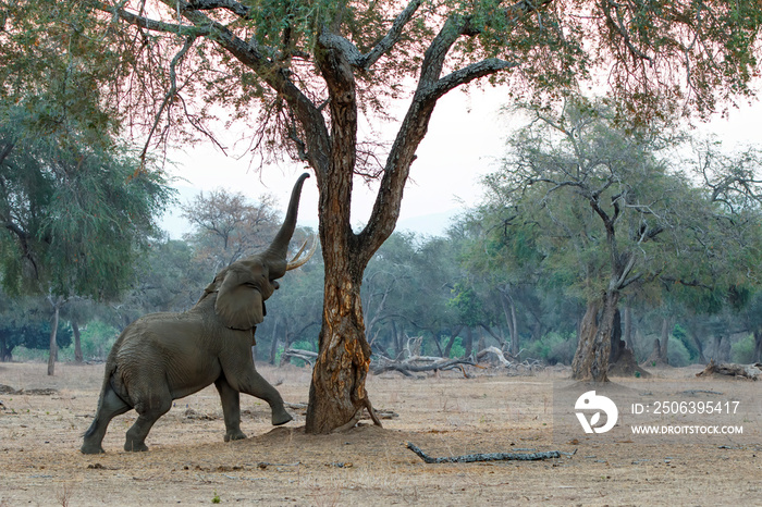 Elephant bull reaching for food with sunset  in Mana Pools National Park in Zimbabwe