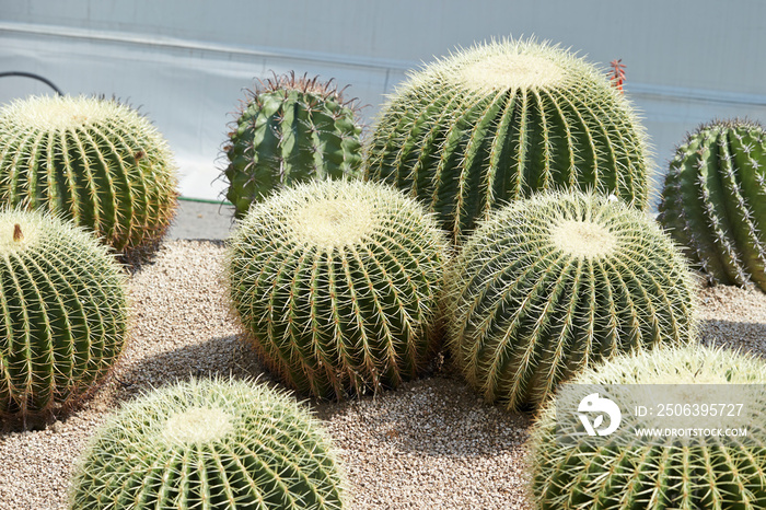 cactus in the garden