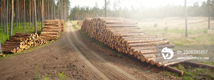 Freshly made firewood in the evergreen forest, pine tree logs close-up. Environmental damage, ecolog