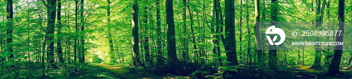 Forest scenery with green beech trees