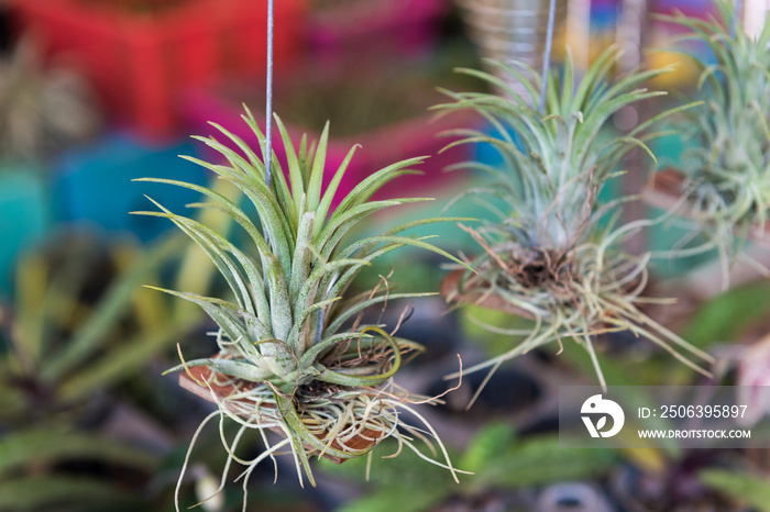 Tillandsia houston（与stricta X recurvifolia杂交）空气植物正在开花