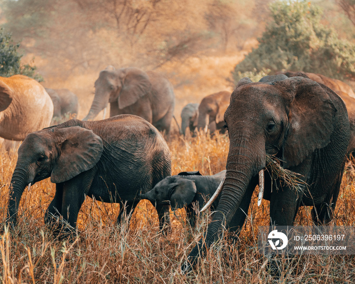 African elephants in Kenya