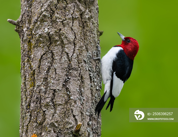 Red-headed Woodpecker  Climbing Tree Trunk on Green Background