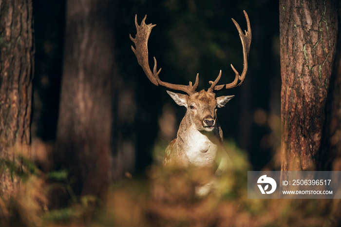 Fallow deer buck (dama dama) between pine trunks lit by sunlight.