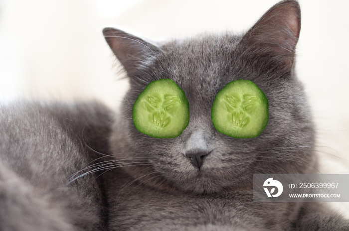 portrait of british grey cat with green pieces of cucumber on eyes spa relax chill self care