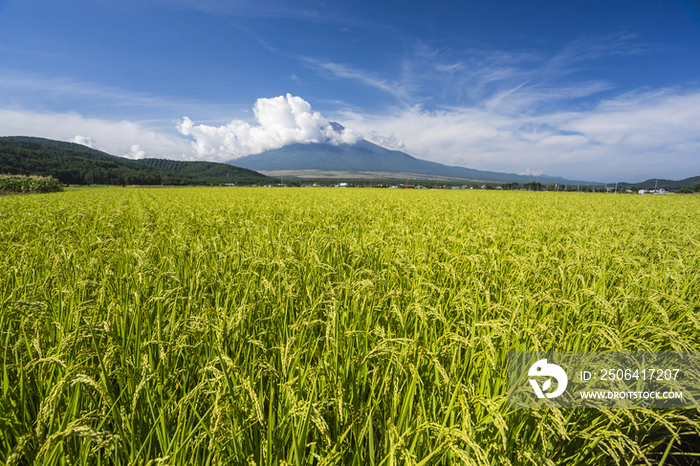 Paddy Fields in Foreground of Mount Fuji,Fujinomiya,Shizuoka,Japan