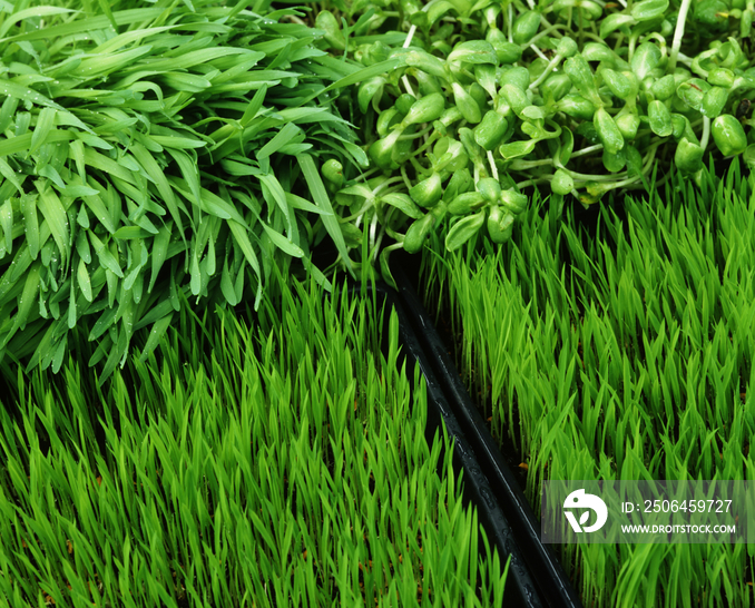 Fresh sprouts, an important element of a macrobiotic diet