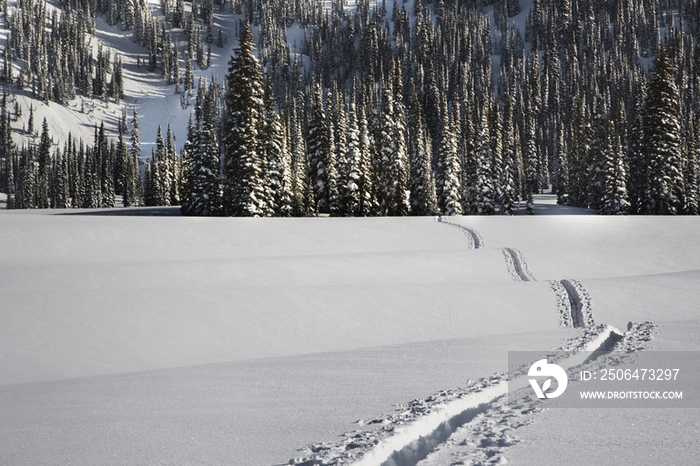 Snowy Landscape