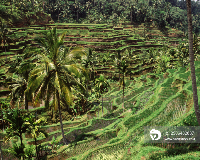 Rice terraces, Tegallalang Bali, Indonesia