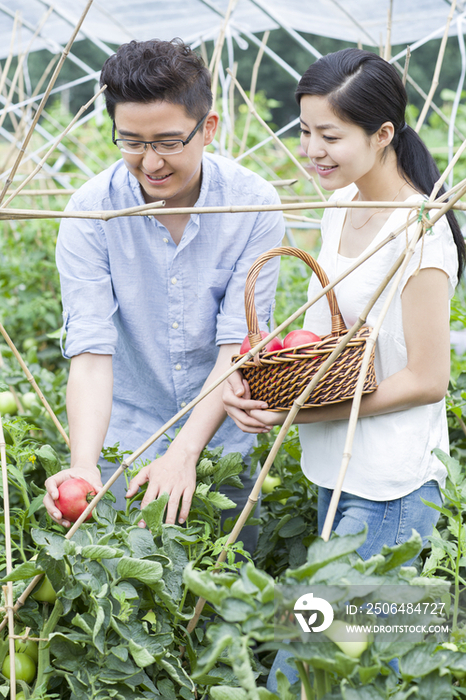 年轻夫妻采摘西红柿