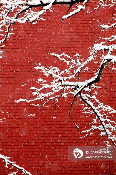 红墙前大雪后的枝条
