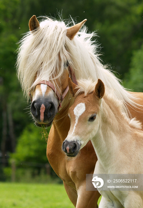 Haflinger Stute und Fohlen Portrait