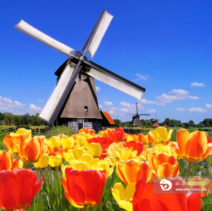 传统的荷兰风车与充满活力的郁金香