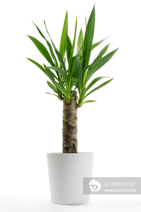House Plant - Yucca