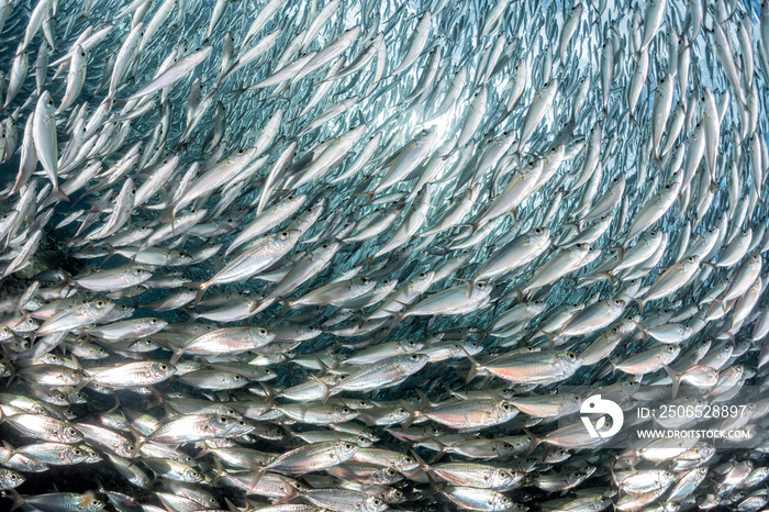 sardine school of fish underwater