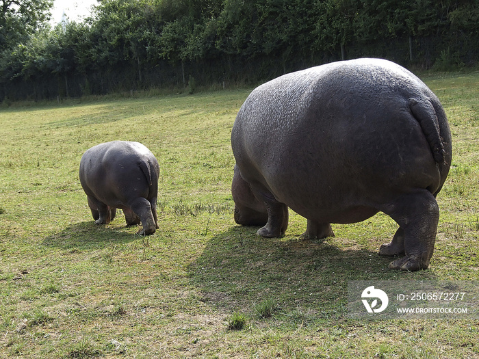 hippopotame