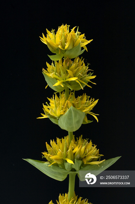 Gelber Enzian，龙胆Lutea