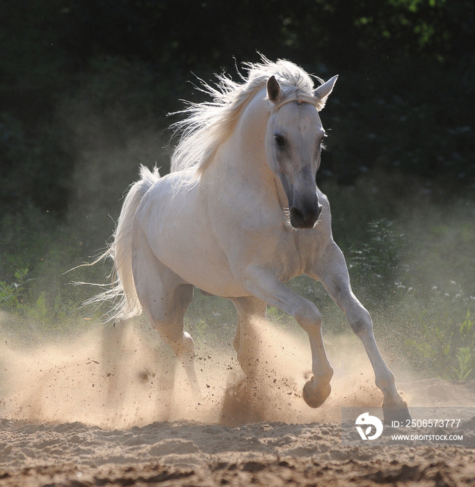 白马在尘土中奔驰