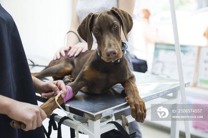 美丽的杜宾犬躺在兽医的桌子上接受输液。兽医握着输液管