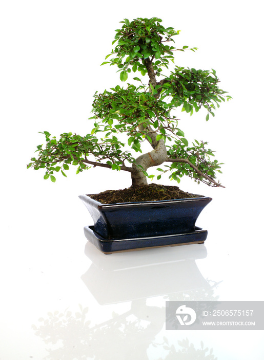 mini ficus sous forme bonzaï