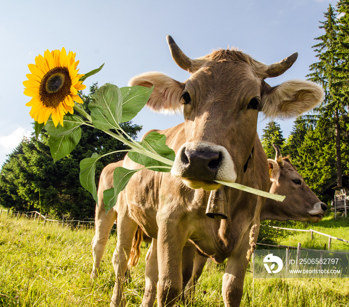 Alles Liebe zum Geburtstag: Kuh mit Sonnenblume