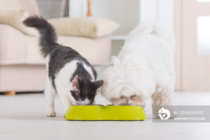 狗和猫正在吃碗里的食物