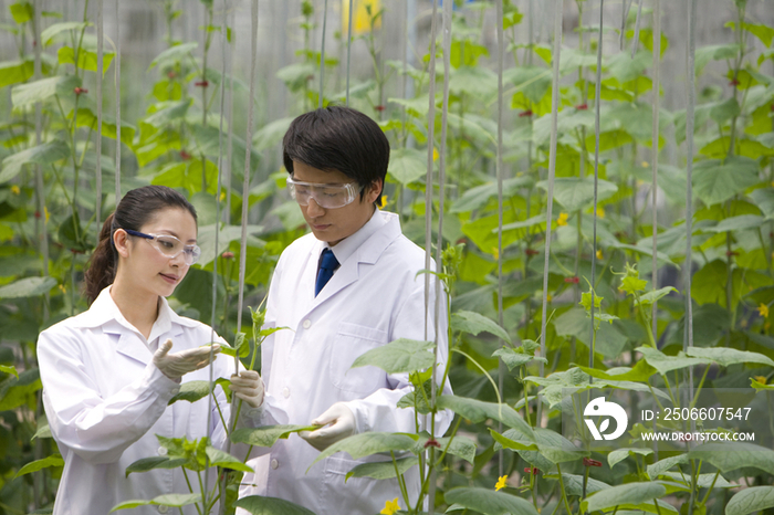 农艺师在现代农庄做科学研究