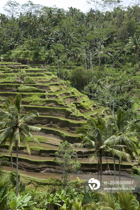 Terraced fields in Tegallalang, Bali, Indonesia
