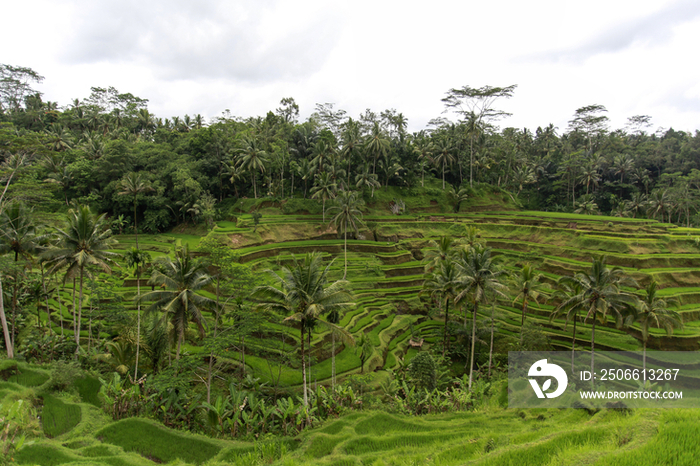 Rice terrace in Ubud,Bali,Indonesia