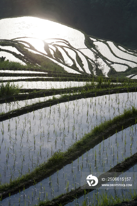 China Guangxi Province Guilin Longsheng terraced ricefields