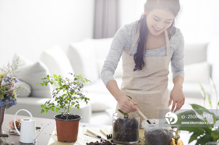 年轻女子在家种植盆栽