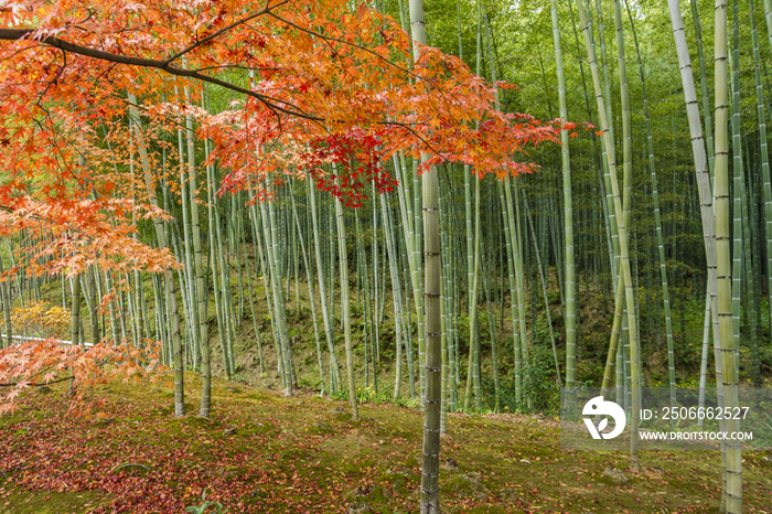 Autumn View of Trees and Bamboo Grove in Kyoto, Japan