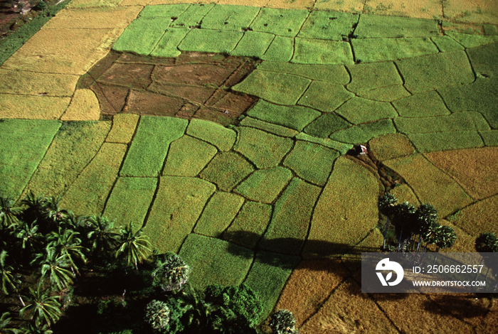 Thailand, aerial view of rice fields