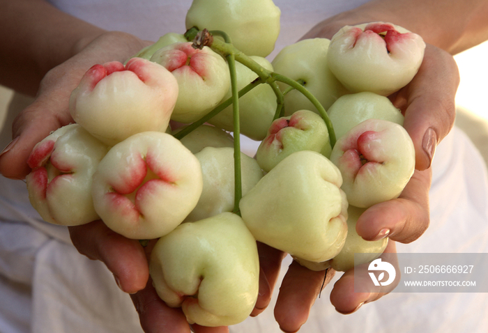 Woman hands holding malabar plums