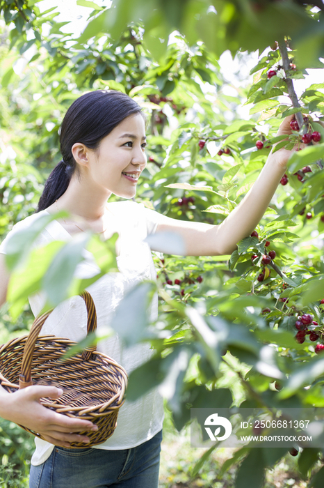 年轻女子在果园采摘樱桃