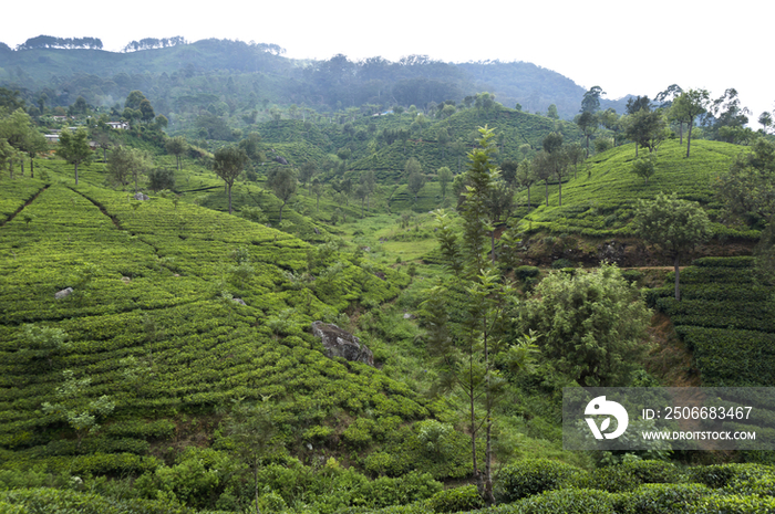Tea Plantations in Haputale, Sri Lanka