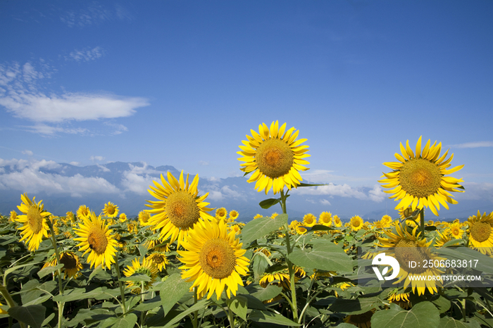 Sunflower field, Yamanashi, Japan