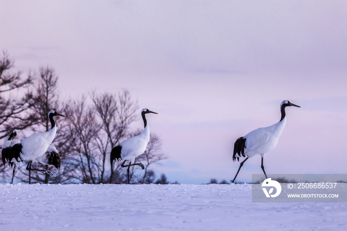 Red crowned cranes