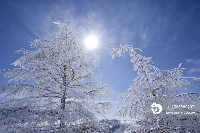 Trees covered by snow