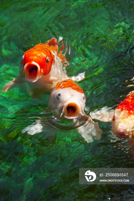 Carps opening with its mouths