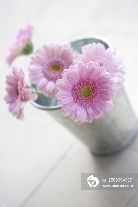 Pink gerbera daisies in bucket