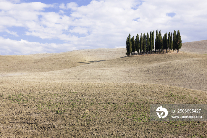 Cypress Trees