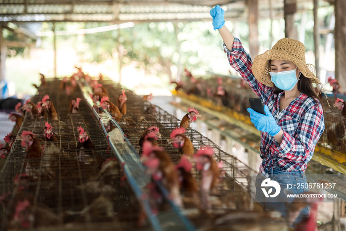 Agriculture: Asian women farm to raise chickens and sell eggs. Agriculture Asian women wear medical 