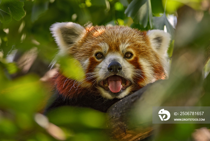 红熊猫-Ailurus fulgens，来自中国亚洲森林和林地的受欢迎的小熊猫。