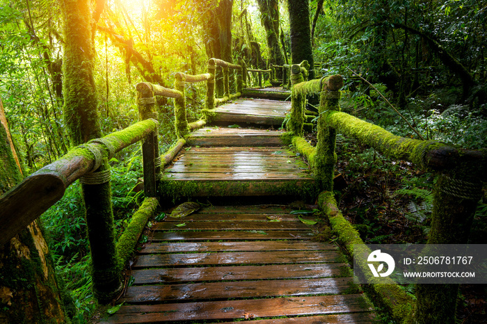 热带雨林中的一座木桥。