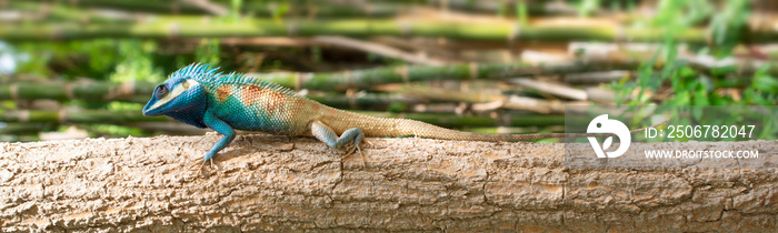 Blue chameleon On the tree trap the size of insects to eat as food Is the abundance of natural ecosy