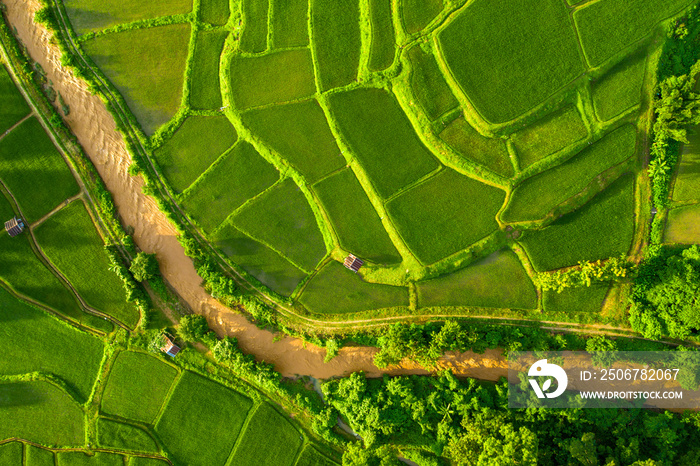 Top aerial view of agriculture in rice fields for cultivation. Natural the texture for background.