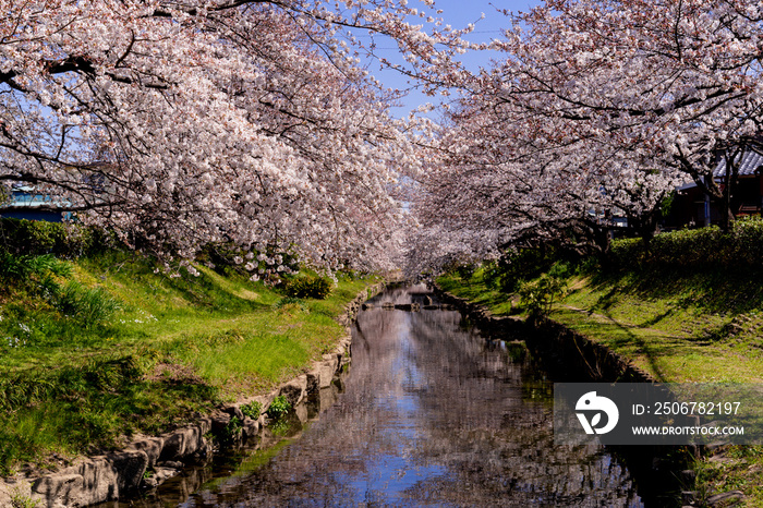 埼玉県の元荒川沿いの満開の桜並木