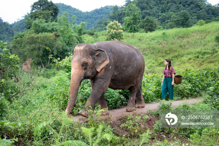 Walking the elephant - North of Chiang Mai, Thailand. A girl is walking an elephant through the jung